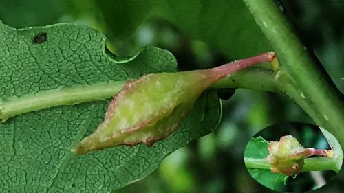 Réf. 347 817 : Andricus callidoma